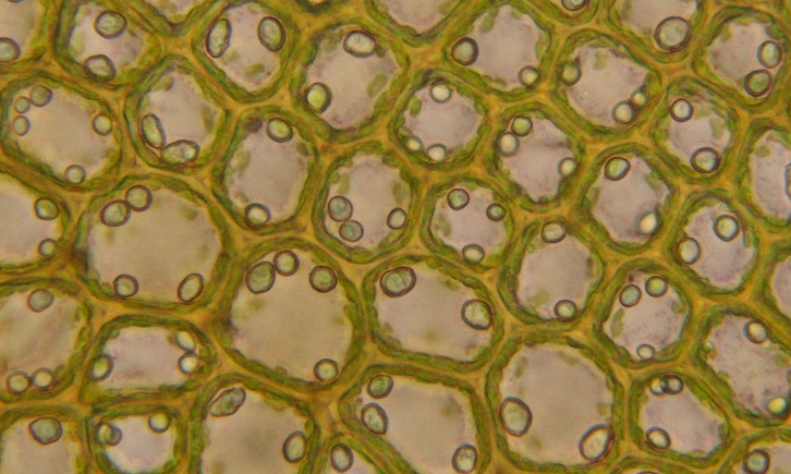 L2 Biology: Life under the microscope - Semester Two